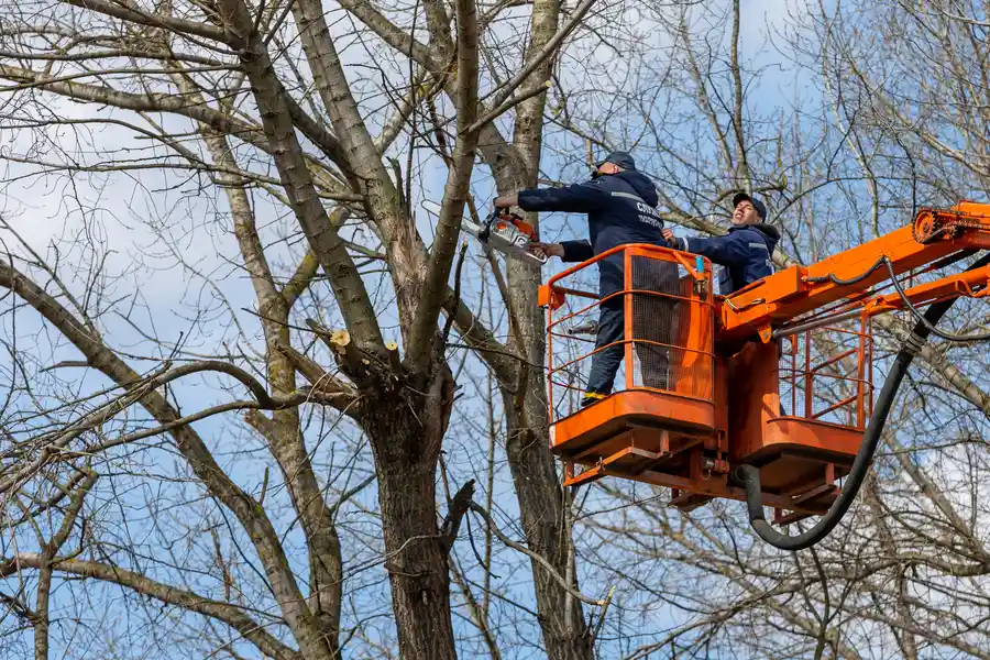 Excellent Tree Removal Chapin, SC