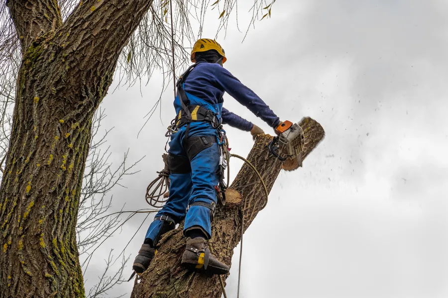 Experienced Tree Cutting Chapin, SC