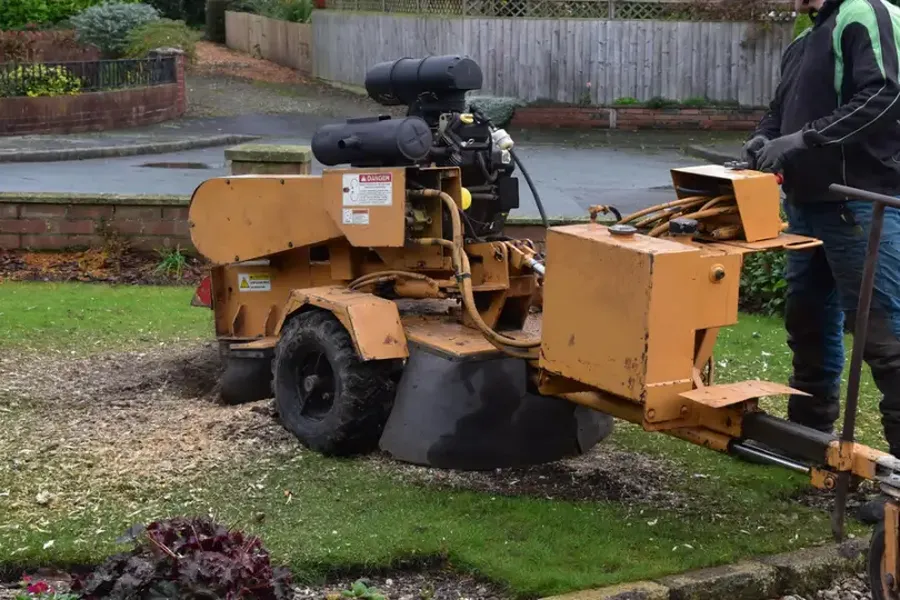 How Stump Grinding Affects Soil And Plant Health Chapin, SC