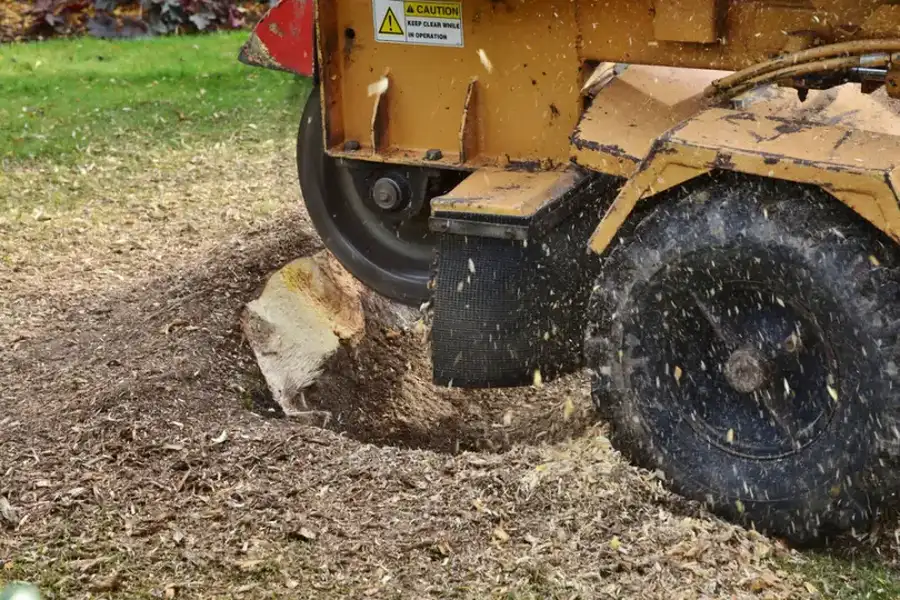 How Stump Grinding Affects Soil And Plant Health in Chapin, SC