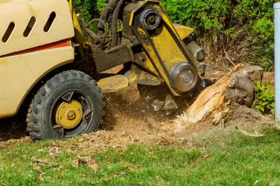 How Stump Grinding Prevents Pest Infestations Chapin, SC