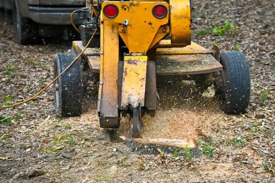 How Stump Grinding Prevents Pest Infestations in Chapin, SC