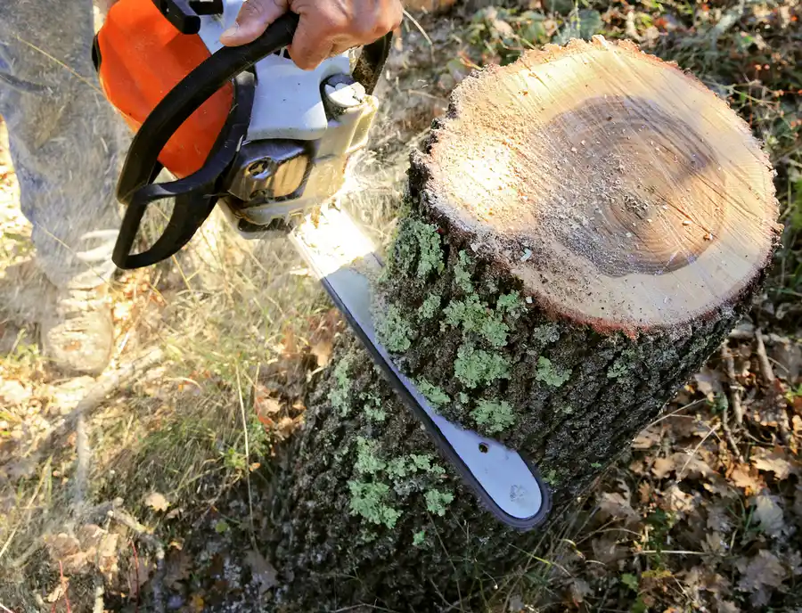 How Tree Cutting Enhances Property Safety And Aesthetics in Chapin, SC