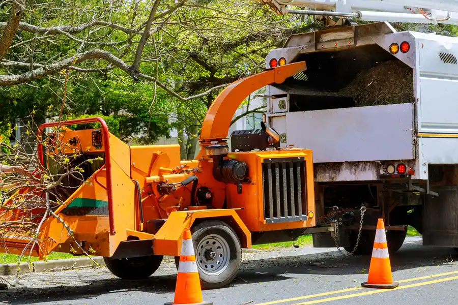 How Tree Removal Prevents Property Damage Chapin, SC