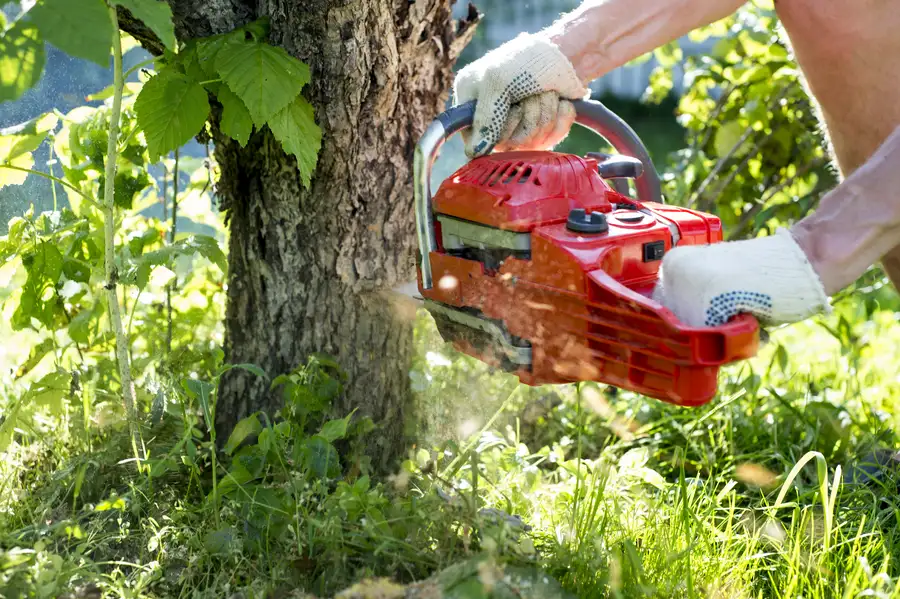 How Tree Removal Prevents Property Damage in Chapin, SC