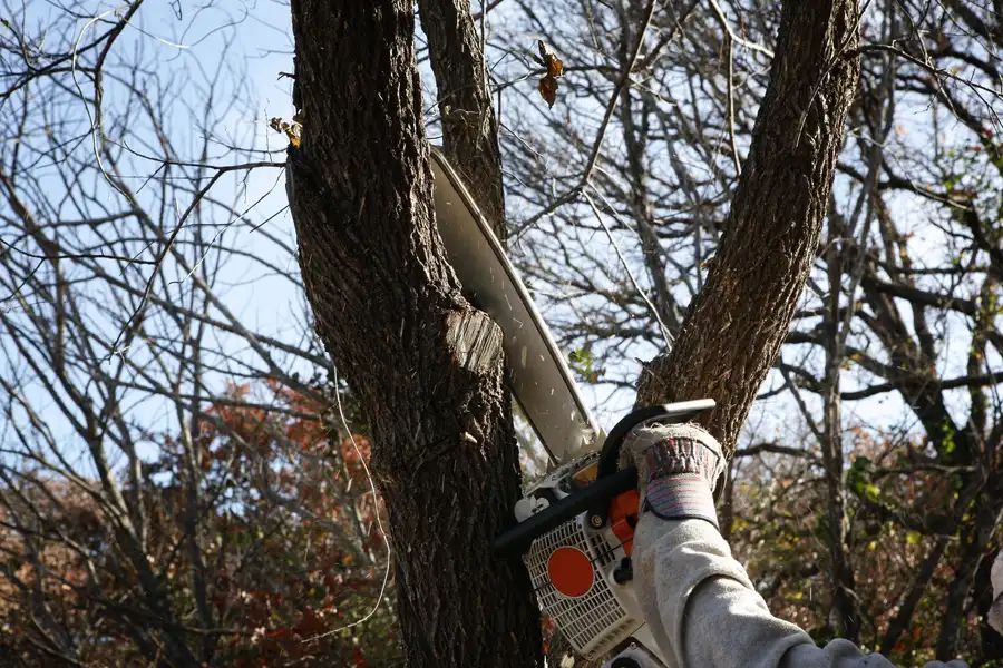 How Tree Services Improve Yard Safety Chapin, SC