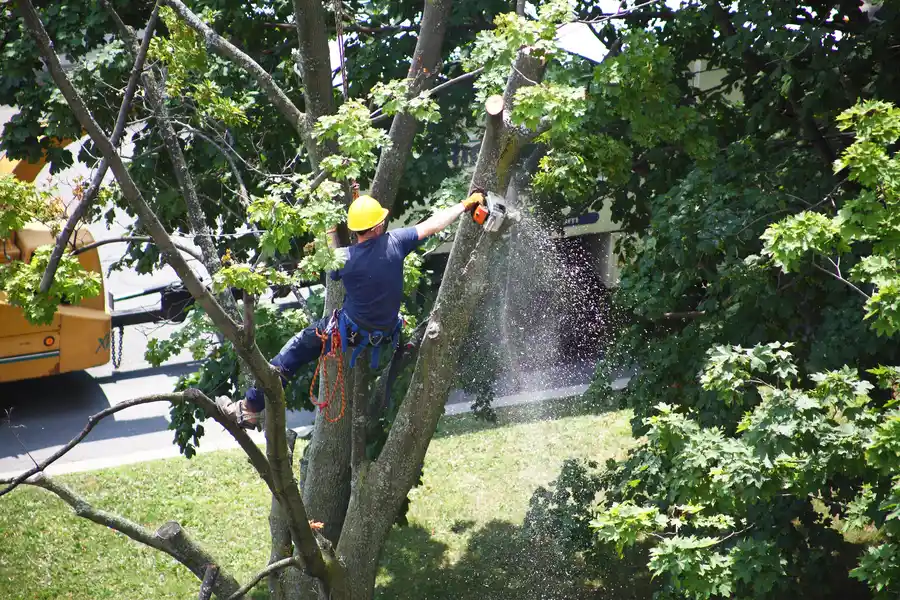 How Tree Services Improve Yard Safety in Chapin, SC