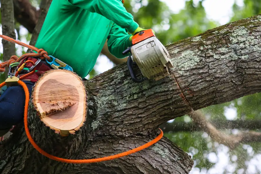 Professional Tree Trimming Chapin, SC